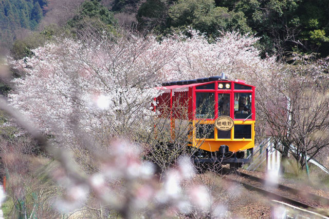 京都自由行！嵐山必去必玩必食清單！﹝嵯峨野小火車懶人包﹞透明車廂