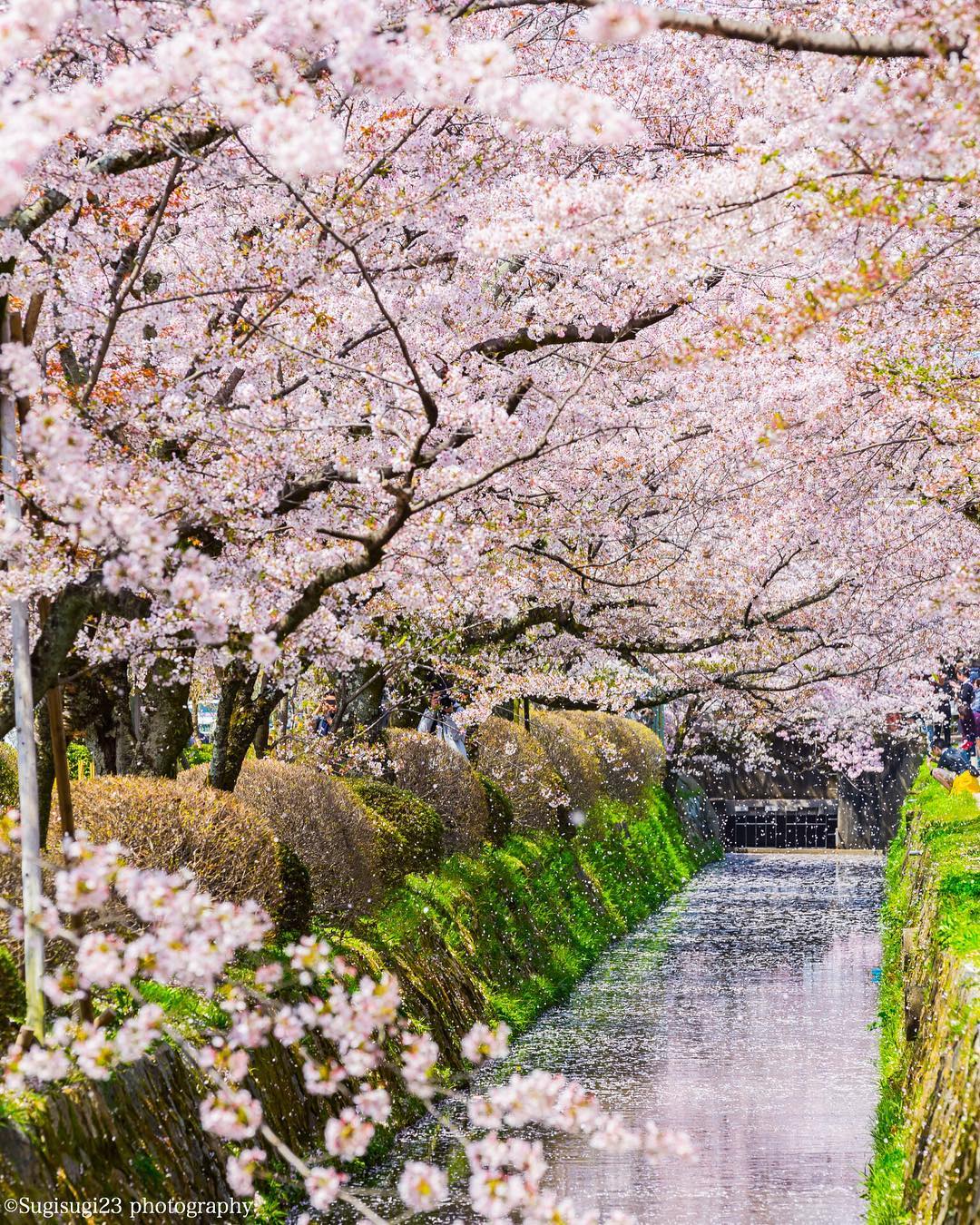 京都 櫻花景點 2019