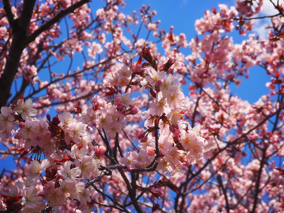 京都櫻花 2019 円山公園