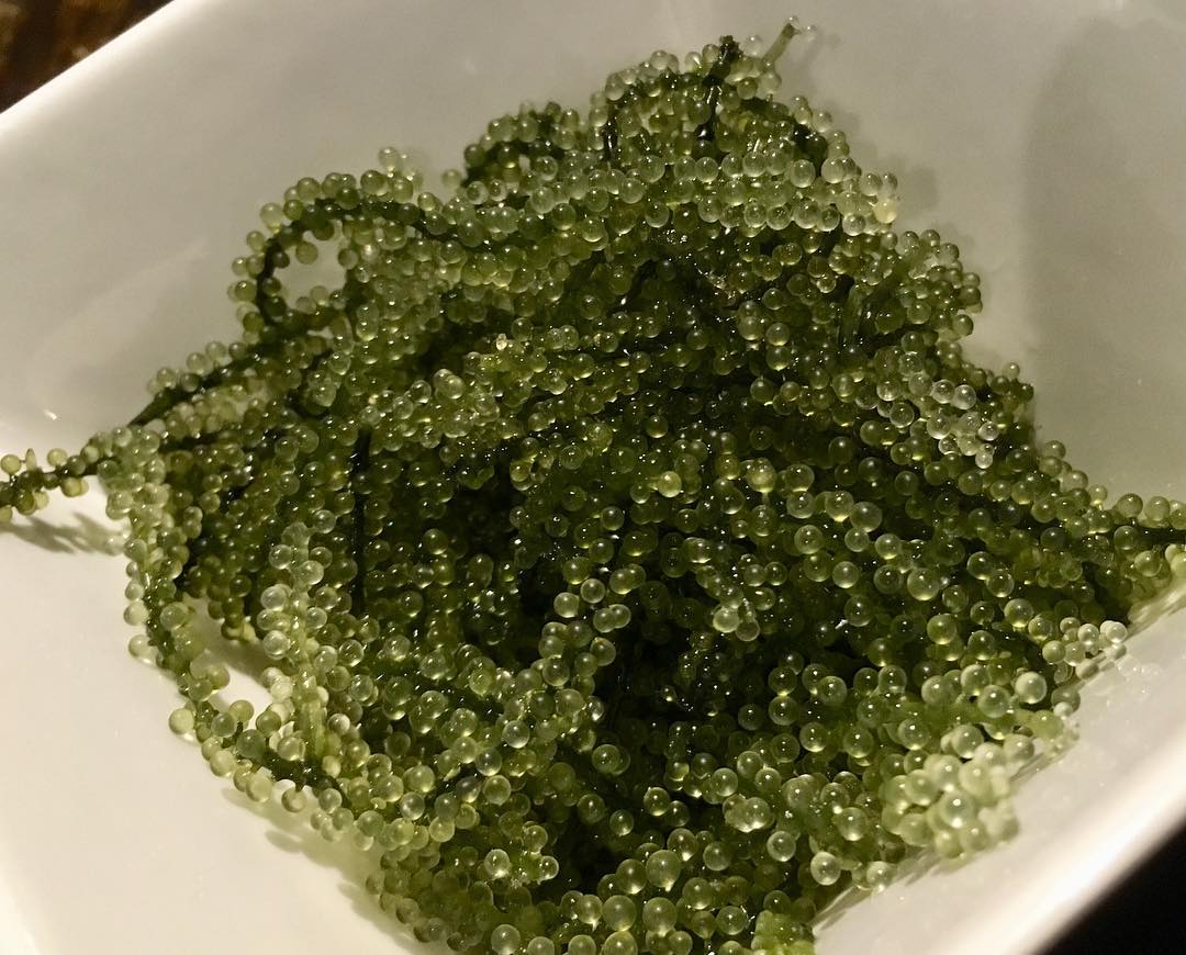 海葡萄
