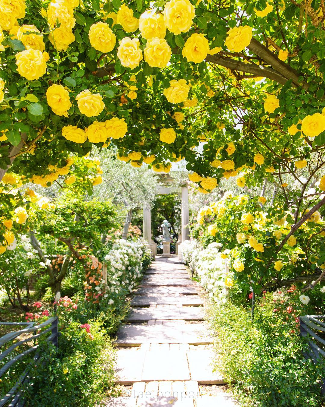 枚方公園 光之遊園地 玫瑰節(Rose Festival ローズフェスティバル)