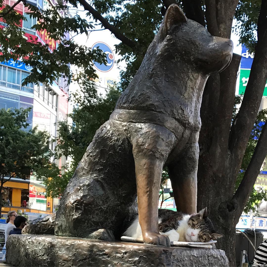 東京自由行!涉谷景點懶人包!忠犬八公