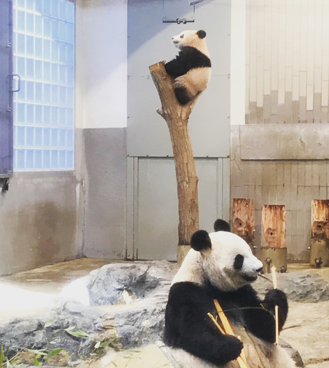 東京動物園 上野動物園（熊貓香香）