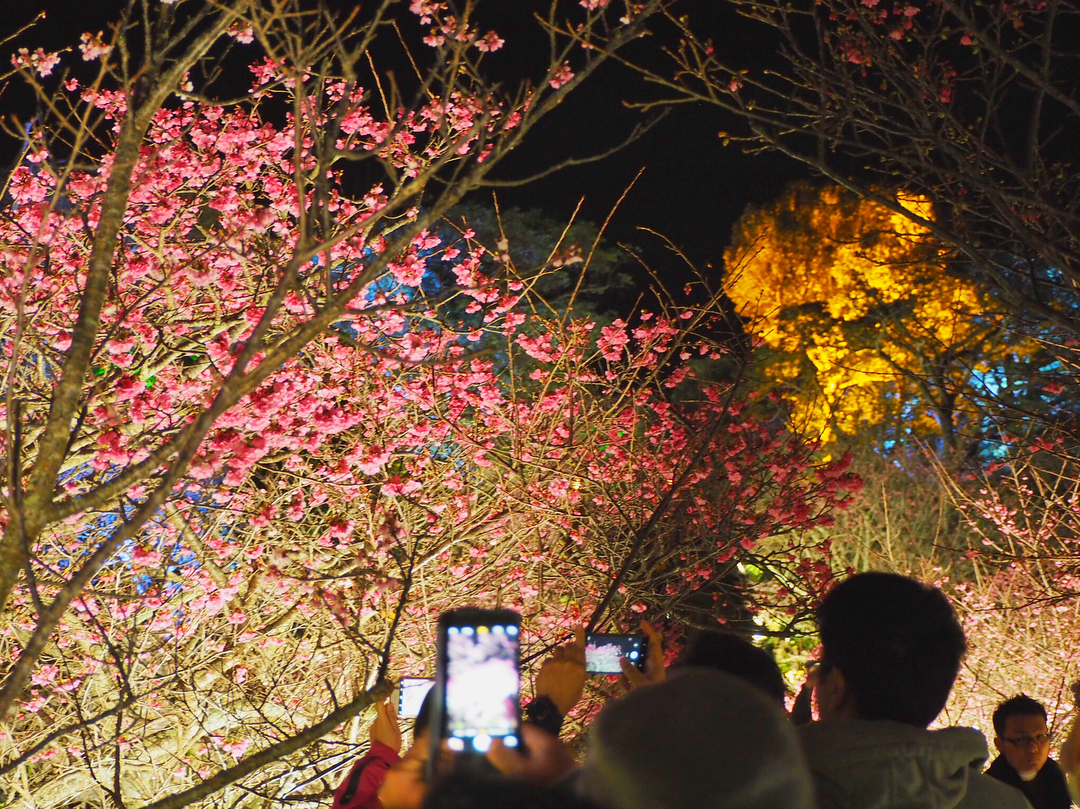 【沖繩一天行程】冬日限定！賞鯨魚/櫻花祭/泡溫泉/無敵海景吊床Cafe/懷舊居酒屋 - 今歸仁城跡櫻花祭