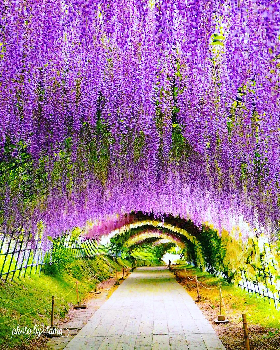 九州 紫藤花 2019