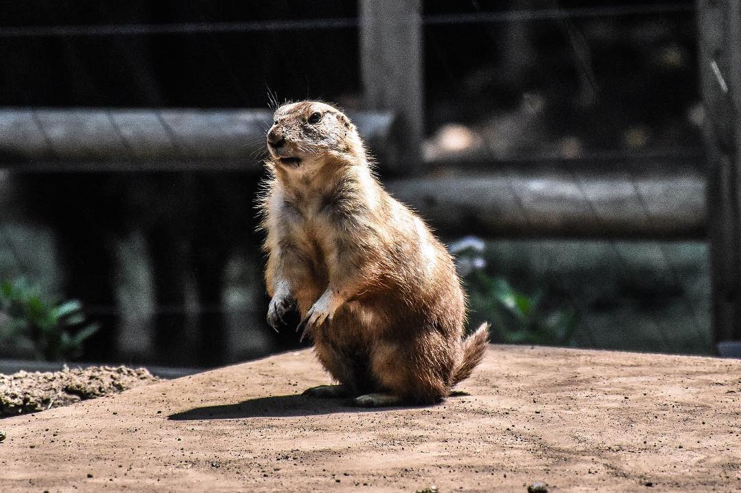 東京自由行必去景點：上野動物園（土撥鼠）