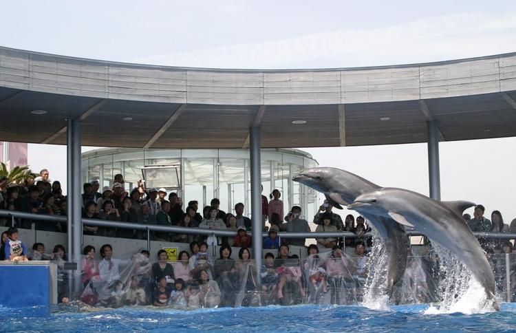 大分海洋宮殿水族館海之卵｜Aquarium Umitamago 大分マリーンパレス水族館 「うみたまご」大分景點 大分水族館 阿蘇男孩號 Limited Express  Aso Boy  特急 あそぼーい  九州必玩 九州景點  鐵道迷 九州觀光列車  九州觀光鐵道  JR九州 九州JR Pass JR南九州Pass JR北九州Pass