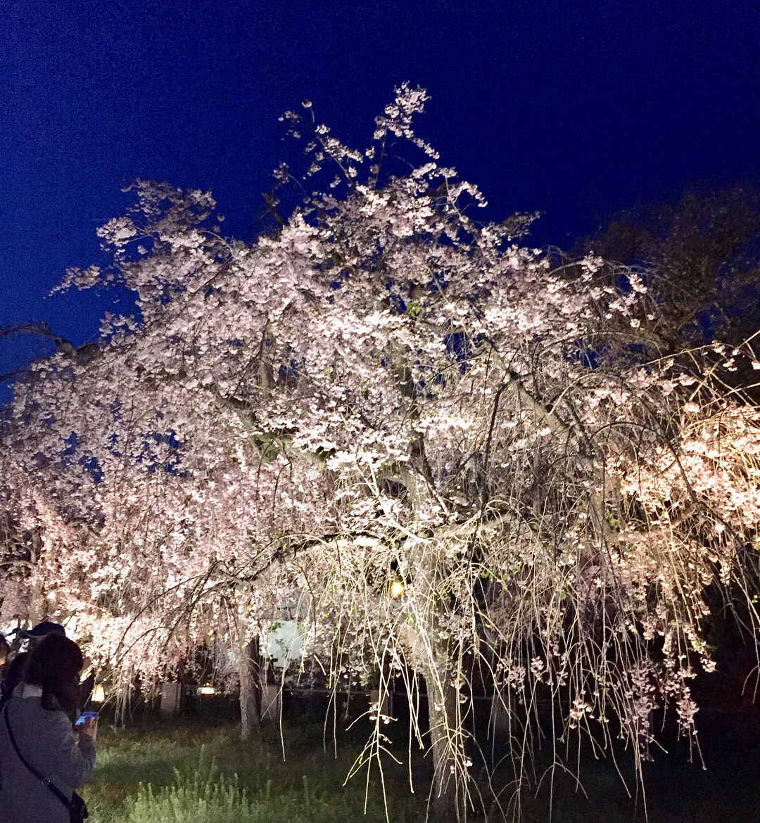 2018賞櫻攻略！京都夜櫻情報大公開！二条城櫻花祭2018