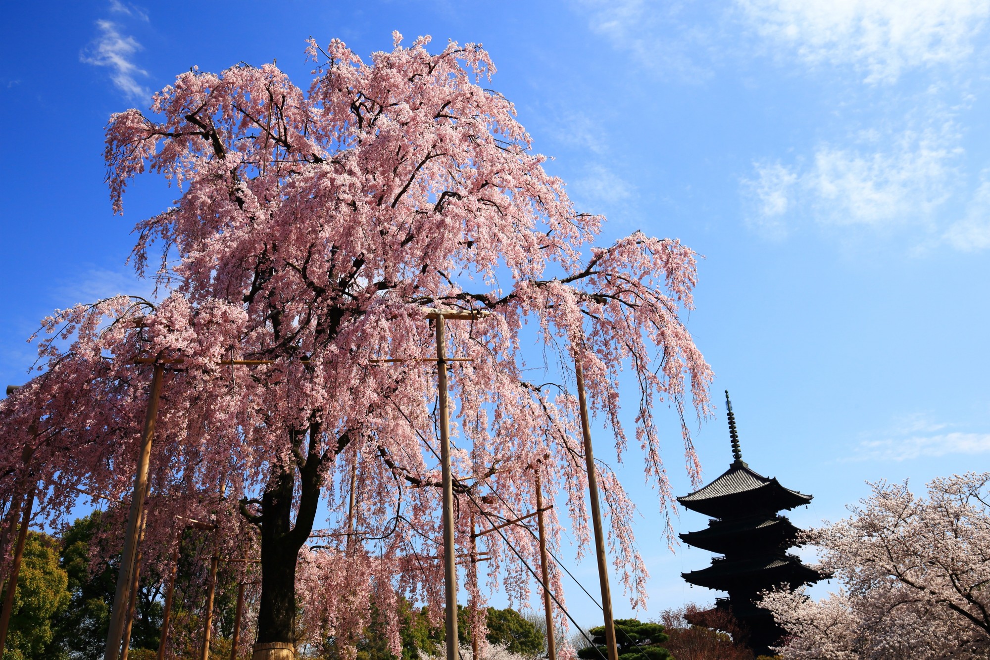 京都櫻花 東寺