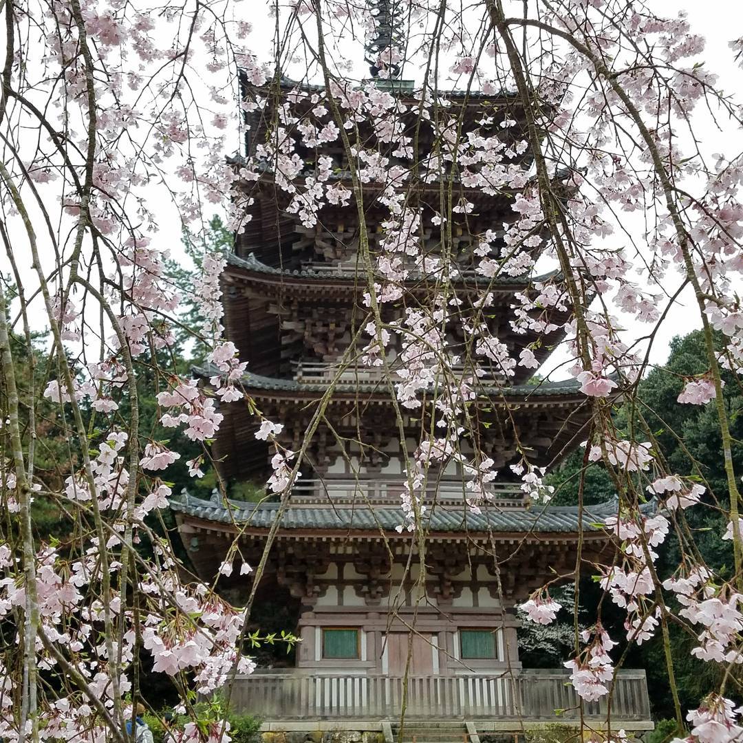 京都 櫻花景點 2019