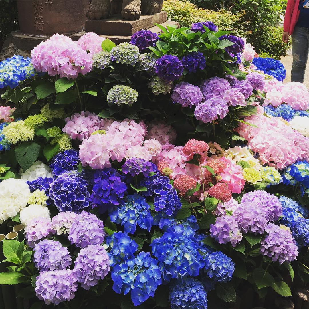 紫陽花 繡球花 白山神社