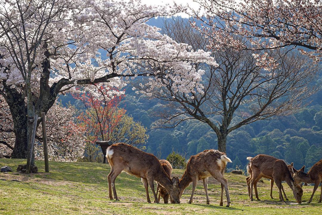 京阪自由行!奈良必去行程懶人包(景點篇) - 奈良公園