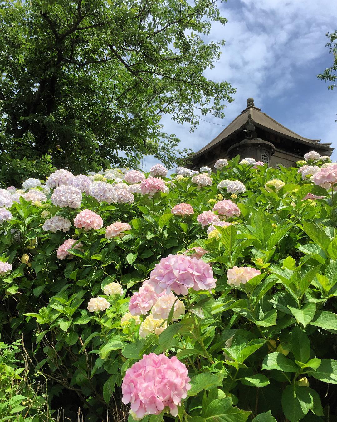 高塔山公園 繡球花