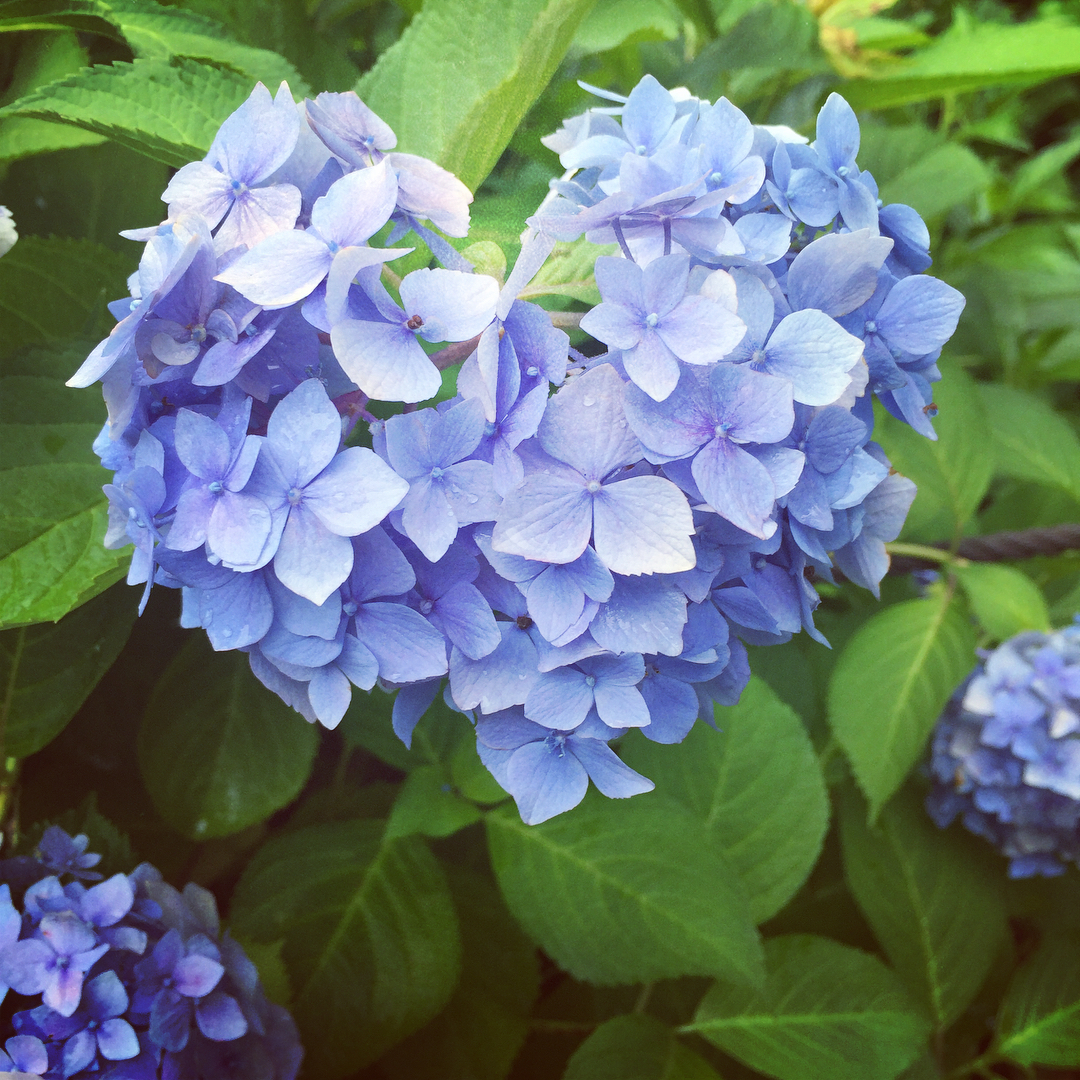 關西紫陽花 開花情報 