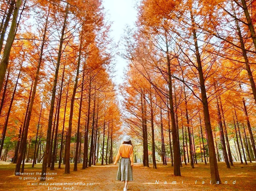 南怡島紅葉 南怡島景點 南怡島一日遊 南怡島林蔭大道 南怡島水杉步道