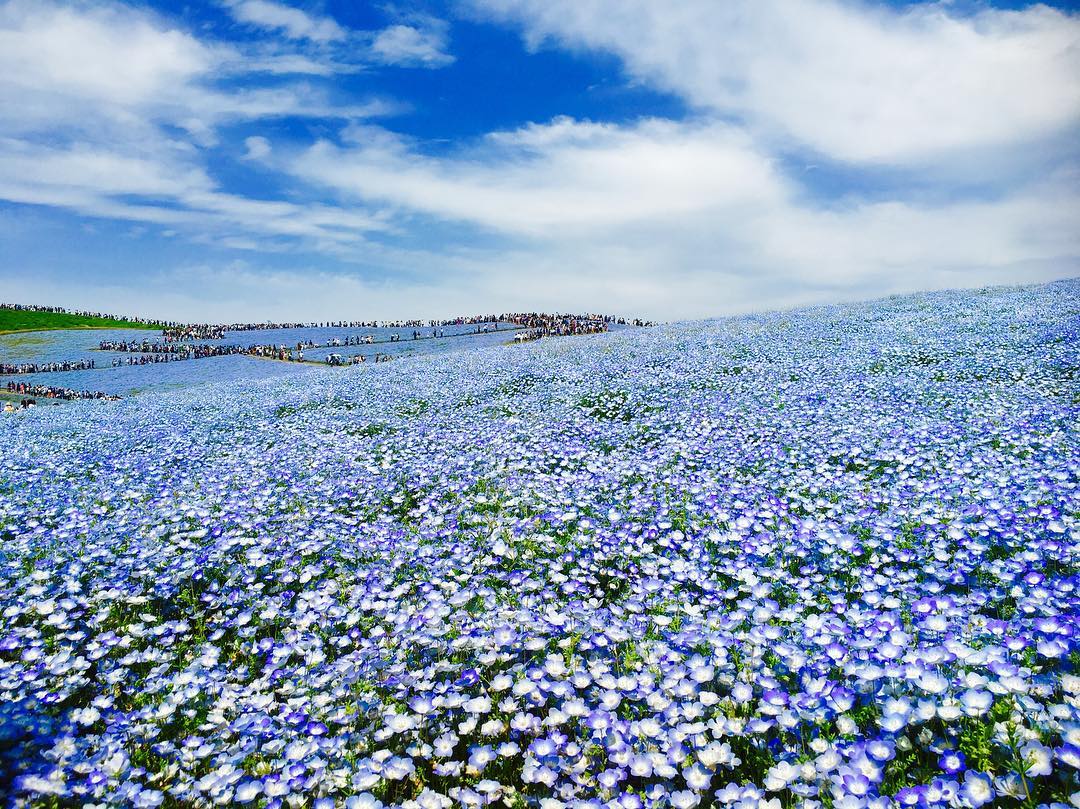 東京賞花 4月賞花