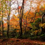真紅之水鏡 真紅の水鏡 祇王寺紅葉 祇王寺 紅葉 嵐山紅葉 景點 嵐山紅葉景點 紅葉 嵐山 紅葉 景點 嵐山賞楓景點 嵐山賞楓 景點 嵐山夜楓 景點 嵐山夜楓景點 嵐山楓葉景點 嵐山楓葉 景點 嵐山紅葉 紅葉 嵐山 紅葉 嵐山賞楓 嵐山夜楓 嵐山楓葉 京都紅葉2019 京都楓葉2019 京都紅葉景點2019 京都紅葉 景點2019 京都賞楓2019 京都賞楓 景點2019 京都賞楓景點2019 京都夜楓2019 京都夜楓景點2019 京都紅葉 京都楓葉 京都紅葉景點 京都紅葉 景點 京都賞楓 京都賞楓 景點 京都賞楓景點 京都夜楓 京都夜楓景點