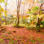 真紅之水鏡 真紅の水鏡 祇王寺紅葉 祇王寺 紅葉 嵐山紅葉 景點 嵐山紅葉景點 紅葉 嵐山 紅葉 景點 嵐山賞楓景點 嵐山賞楓 景點 嵐山夜楓 景點 嵐山夜楓景點 嵐山楓葉景點 嵐山楓葉 景點 嵐山紅葉 紅葉 嵐山 紅葉 嵐山賞楓 嵐山夜楓 嵐山楓葉 京都紅葉2019 京都楓葉2019 京都紅葉景點2019 京都紅葉 景點2019 京都賞楓2019 京都賞楓 景點2019 京都賞楓景點2019 京都夜楓2019 京都夜楓景點2019 京都紅葉 京都楓葉 京都紅葉景點 京都紅葉 景點 京都賞楓 京都賞楓 景點 京都賞楓景點 京都夜楓 京都夜楓景點