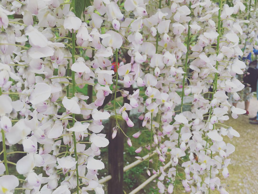 日本紫藤花季 日本紫藤花花期 2019