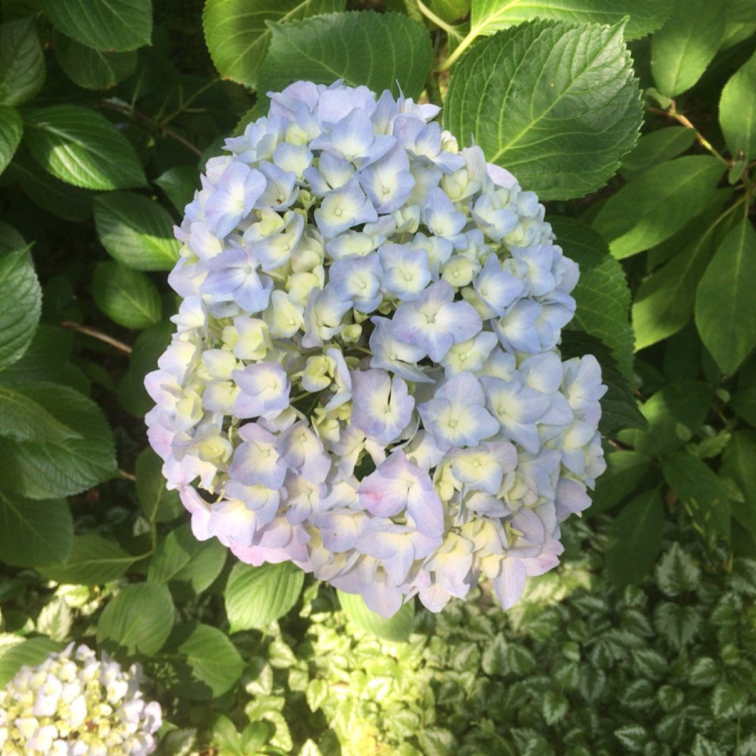 大阪府立花文化園