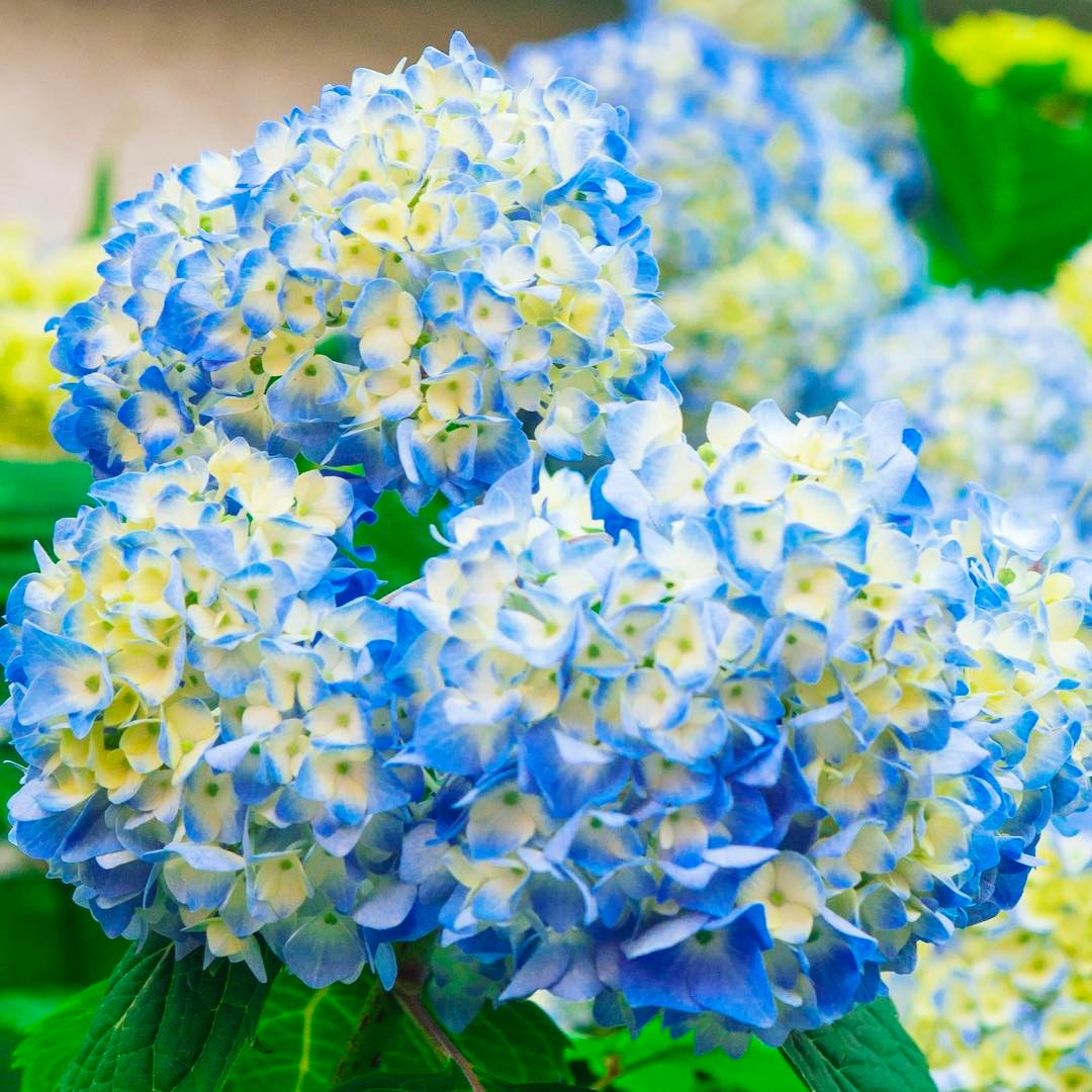 日本 紫陽花