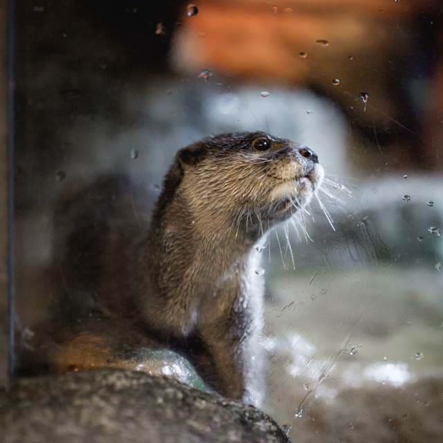 曼谷水族館 曼谷暹羅海洋世界可以搭玻璃船親近超過400種海洋生物（又稱海洋世界水族館）曼谷景點 曼谷親子景點