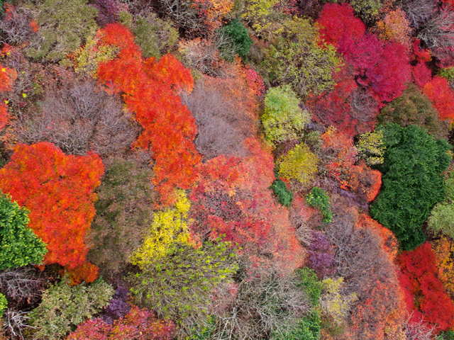 仁田峠の紅葉 仁田峠紅葉 雲仙岳 紅葉 妙見山 紅葉 普賢山 紅葉 雲仙空中纜車 仁田山巔的空中索道 長崎 紅葉 景點 2019 長崎紅葉景點 2019 長崎 紅葉景點 2019 長崎紅葉 2019 長崎紅葉2019 長崎 紅葉 長崎紅葉 2019 長崎紅葉2019 長崎賞楓 2019 長崎賞楓2019 長崎賞楓景點 2019 長崎賞楓景點2019 長崎夜楓 2019 長崎夜楓2019 長崎夜楓景點2019 長崎夜楓景點 2019 九州紅葉 2019 九州紅葉2019 九州紅葉 景點 2019 九州紅葉景點 2019 九州紅葉景點2019 九州賞楓 2019 九州賞楓2019 九州賞楓景點 2019 九州賞楓景點2019 九州賞楓 景點 2019 九州夜楓2019 九州夜楓 2019 九州夜楓景點2019 九州夜楓景點 2019 九州夜楓 景點 2019 九州楓葉2019 九州楓葉 2019 九州楓葉景點2019 九州楓葉景點 2019 九州 紅葉祭 2019 九州景點 九州必去 九州必看 九州自由行 九州行程 九州自由行行程推薦 九州自由行行程推介 九州自由行行程