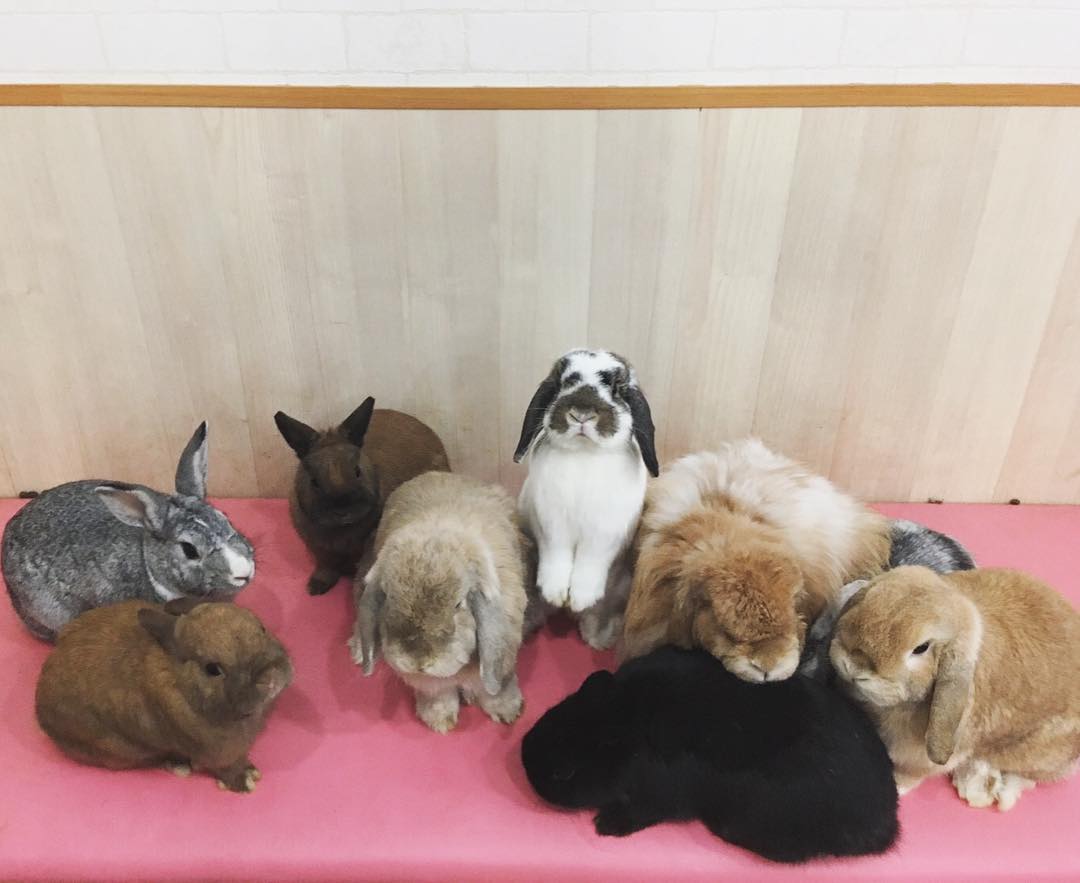 讓毛小孩治癒你吧！萌到犯規！東京動物 Café 八選！(後篇)　うさぎカフェmimi (兔子Café mimi) 