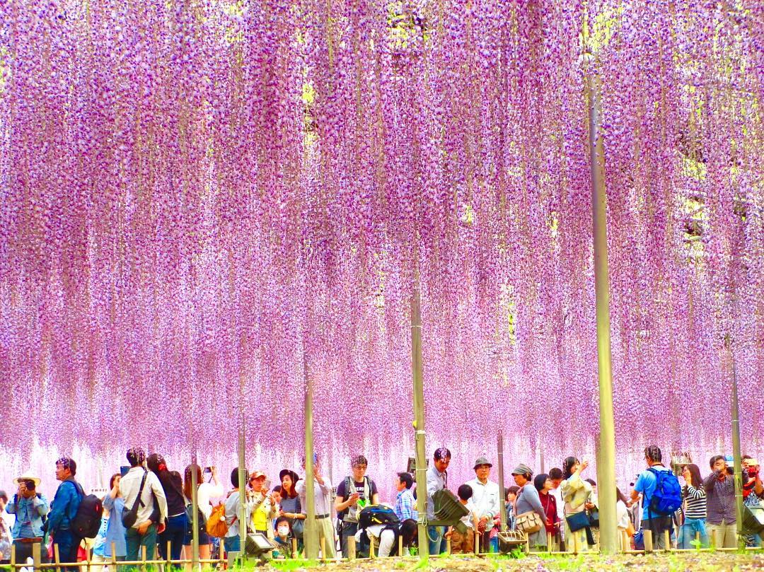 日本紫藤花