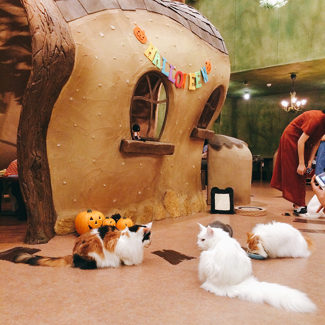 貓奴必訪！東京貓CAFÉ四選！Cat Cafeてまりのおうち