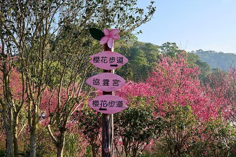 台灣櫻花地點 - 苗栗協雲宮櫻花步道