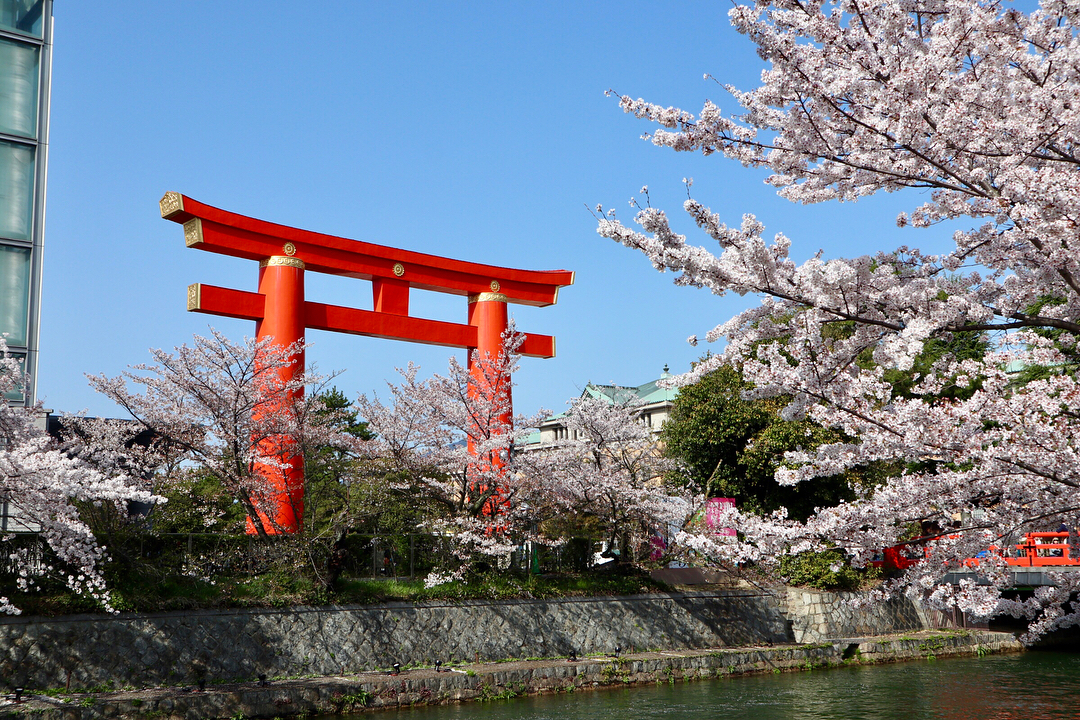 櫻花幾時開 平安神宮