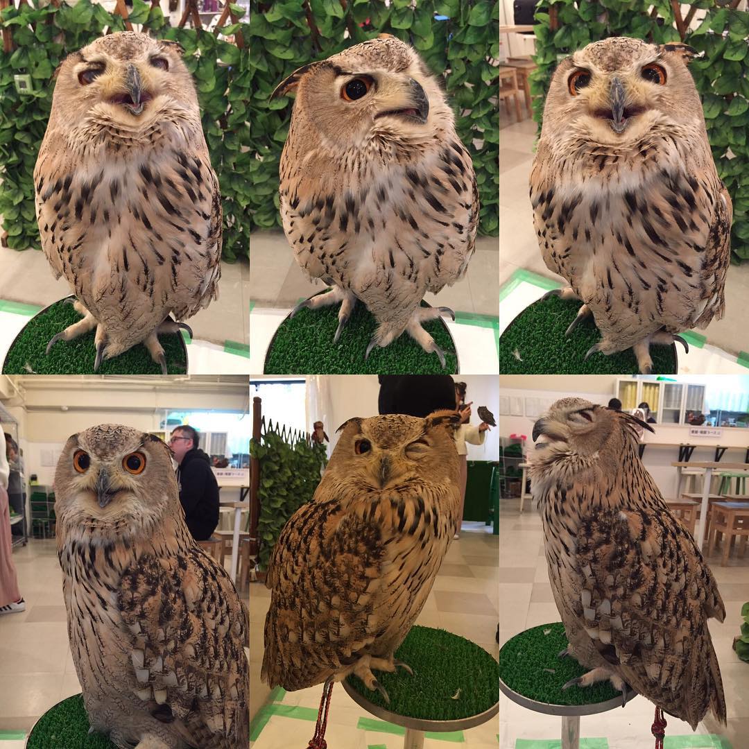 大阪貓頭鷹CAFE Owl Family