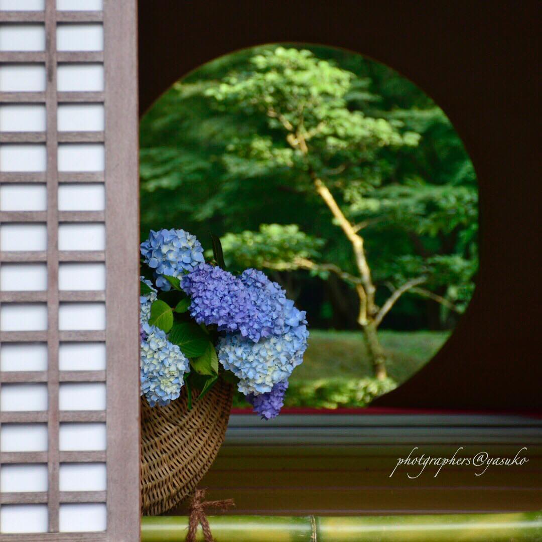 日本賞花 紫陽花 開花