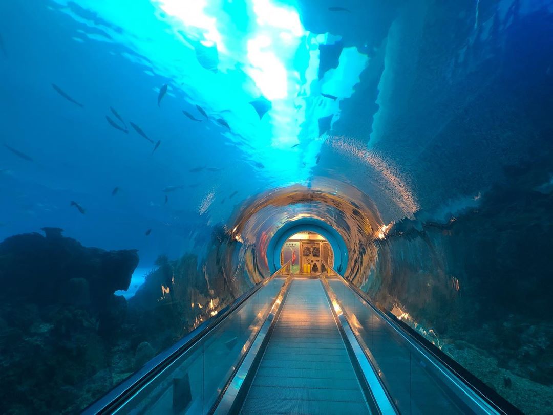 國立海洋生物博物館(National Museum of Marine Biology and Aquarium) 海底隧道 台灣博物館 台灣景點