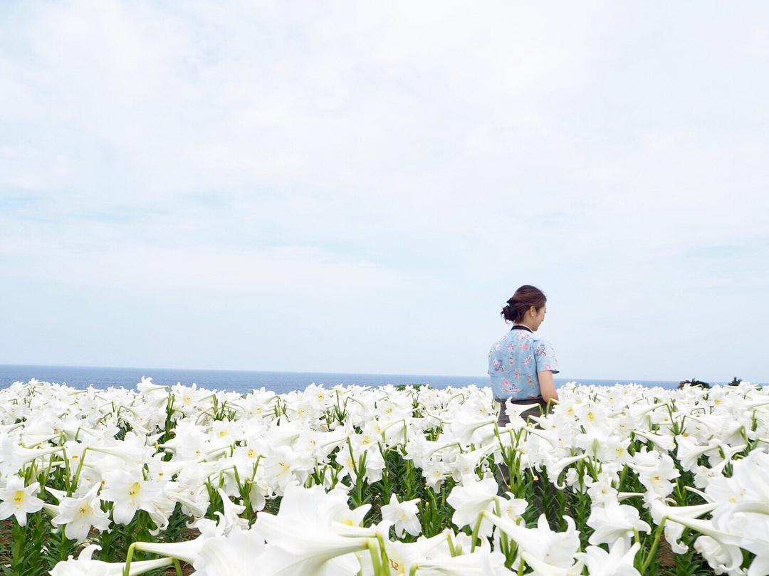 沖繩天氣-春天 3月 4月 5月 伊江島百合花祭(伊江島ゆり祭り)
