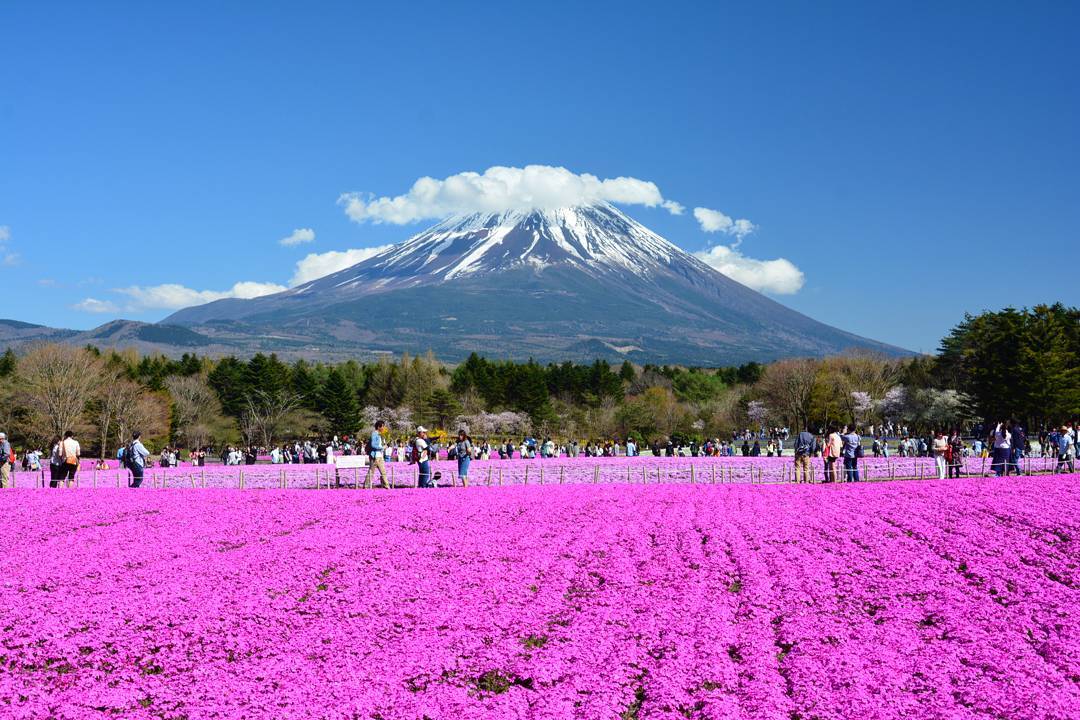 東京富士芝櫻祭 2019