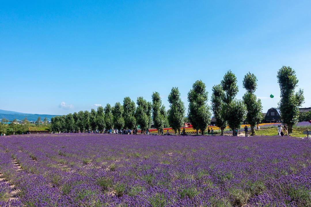薰衣草 lavender 富田農場 富良野 北海道 日本賞花