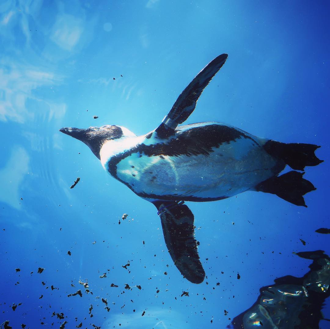 池袋 水族館
