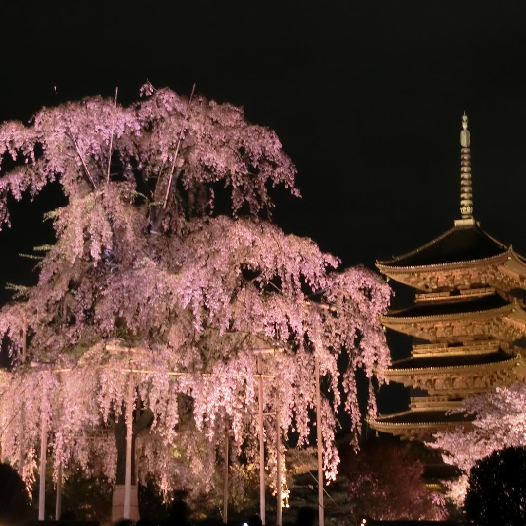 2018賞櫻攻略!京都夜櫻情報大公開!東寺