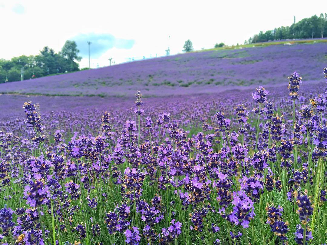 富良野 薰衣草 開花