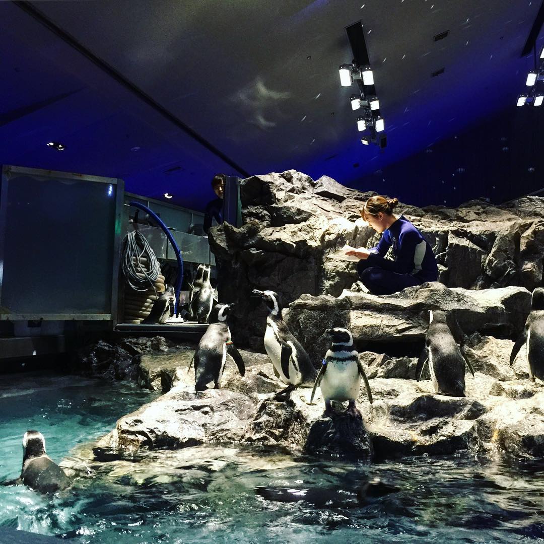 東京Skytree墨田水族館 企鵝