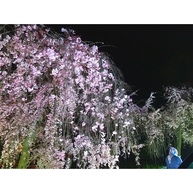 2018賞櫻攻略！京都夜櫻情報大公開！二条城櫻花祭2018