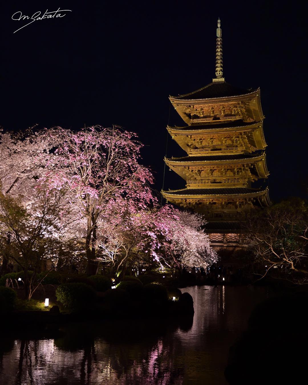 2018賞櫻攻略！京都夜櫻情報大公開！東寺