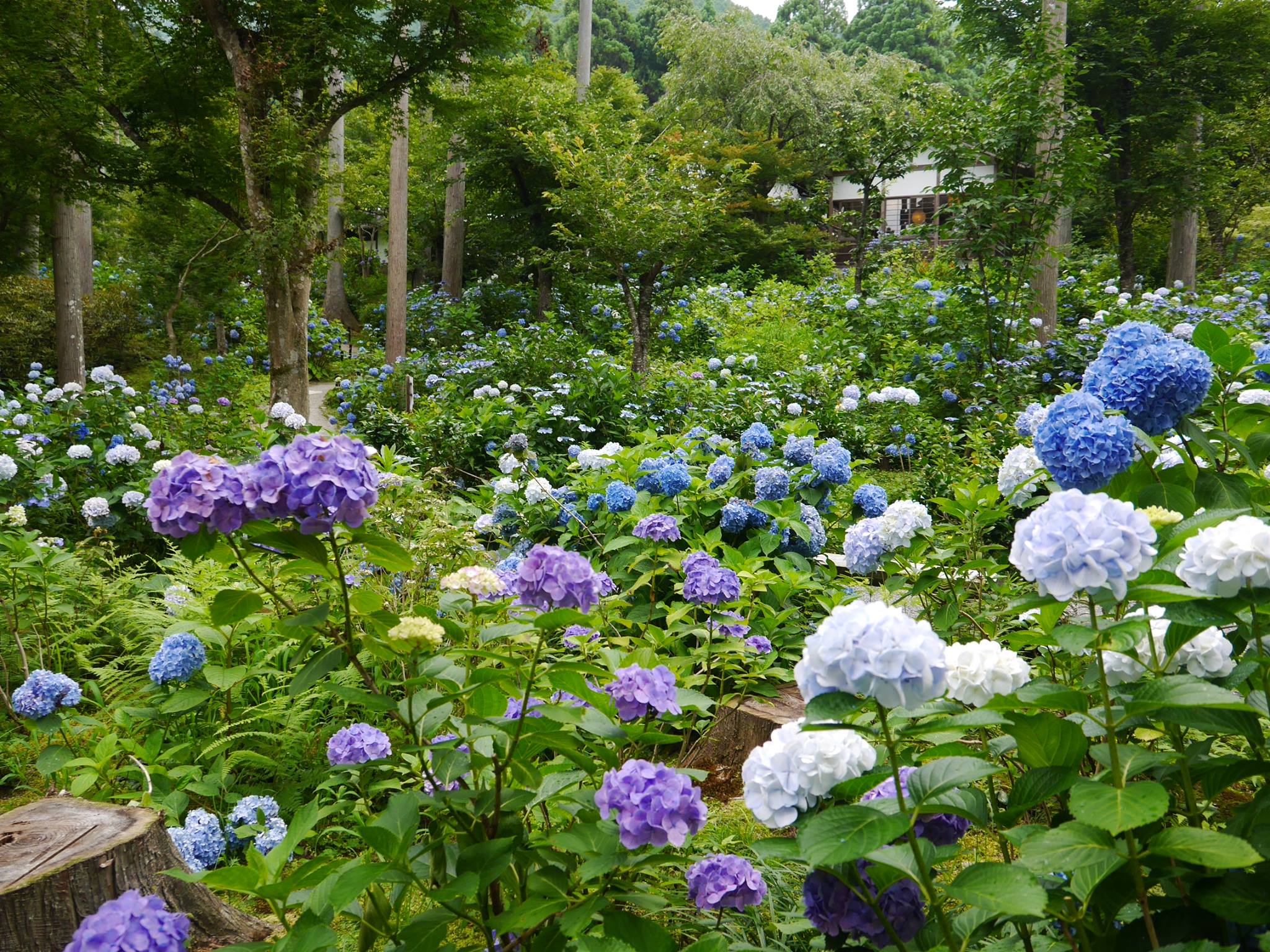 京都大原景點 大原三千院 繡球花