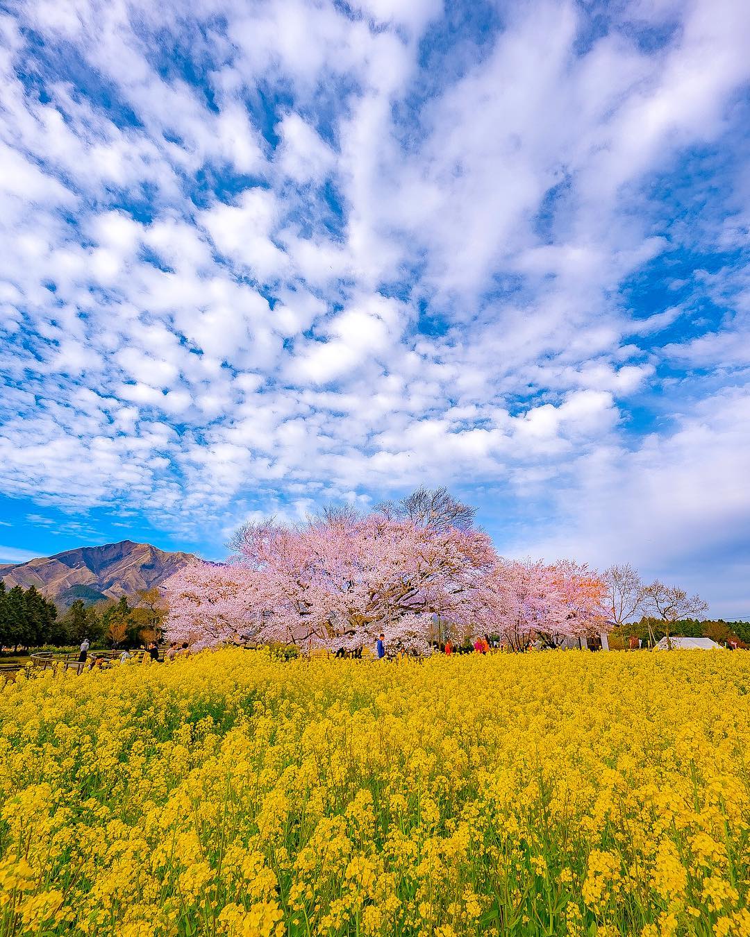 日本 Japan 日本必食 日本必吃 日本必到 日本必去 日本必買 日本必掃 日本自由行 日本行程 日本行程包 日本懶人包 日本好去處 日本景點 日本必到景點 日本美食 日本交通 日本攻略 日本自由行行程 日本自由行行程推薦 日本酒店 日本飯店 日本住宿 日本酒店推薦 日本飯店推薦 日本必住酒店 日本必住飯店 日本必食2019 日本必吃2019 日本必到2019 日本必去2019 日本必買2019 日本必掃2019 日本自由行2019 日本行程2019 日本行程包2019 日本懶人包2019 日本好去處2019 日本景點2019 日本必到景點2019 日本必去景點2019 日本美食2019 日本交通2019 日本攻略2019 日本自由行行程2019 日本自由行行程推薦2019 日本酒店2019 日本飯店2019 日本酒店推薦2019 日本飯店推薦2019 日本必住酒店2019 日本必住飯店2019 日本住宿2019 日本必食2020 日本必吃2020 日本必到2020 日本必去2020 日本必買2020 日本必掃2020 日本自由行2020 日本行程2020 日本行程包2020 日本懶人包2020 日本好去處2020 日本景點2020 日本必到景點2020 日本美食2020 日本交通2020 日本攻略2020 日本自由行行程2020 日本自由行行程推薦2020 日本酒店2020 日本飯店2020 日本住宿2020 日本酒店推薦2020 女飯店推薦2020 日本必住酒店2020 日本必住飯店2020 九州 Kyushu 九州必食 九州必吃 九州必到 九州必去 九州必買 九州必掃 九州自由行 行程 九州行程包 九州懶人包 九州好去處 九州景點 九州必到景點 九州美食 九州交通 九州攻略 九州自由行行程 九州自由行行程推薦 九州酒店 九州飯店 九州住宿 九州酒店推薦 九州飯店推薦 九州必住酒店 九州必住飯店 九州必食2019 九州必吃2019 九州必到2019 九州必去2019 九州必買2019 九州必掃2019 九州自由行2019 九州行程2019 九州行程包2019 九州懶人包2019 九州好去處2019 九州景點2019 九州必到景點2019 九州必去景點2019 九州美食2019 九州交通2019 九州攻略2019 九州自由行行程2019 九州自由行行程推薦2019 九州酒店2019 九州飯店2019 九州酒店推薦2019 九州飯店推薦2019 九州必住酒店2019 九州必住飯店2019 九州住宿2019 九州必食2020 九州必吃2020 九州必到2020 九州必去2020 九州必買2020 九州必掃2020 九州自由行2020 九州行程2020 九州行程包2020 九州懶人包2020 九州好去處2020 九州景點2020 九州必到景點2020 九州美食2020 九州交通2020 九州攻略2020 九州自由行行程2020 九州自由行行程推薦2020 九州酒店2020 九州飯店2020 九州住宿2020 九州酒店推薦2020 九州飯店推薦2020 九州必住酒店2020 九州必住飯店2020 大分 Oita 大分必食 大分必吃 大分必到 大分必去 大分必買 大分必掃 大分自由行 大分行程 大分行程包 大分懶人包 大分好去處 大分景點 大分必到景點 大分美食 大分交通 大分攻略 大分自由行行程 大分自由行行程推薦 大分酒店 大分飯店 大分住宿 大分酒店推薦 大分飯店推薦 大分必住酒店 大分必住飯店 大分必食2019 大分必吃2019 大分必到2019 大分必去2019 大分必買2019 大分必掃2019 大分自由行2019 大分行程2019 大分行程包2019 大分懶人包2019 大分好去處2019 大分景點2019 大分必到景點2019 大分必去景點2019大分 美食2019 大分交通2019 大分攻略2019 大分自由行行程2019 大分自由行行程推薦2019 大分酒店2019大分 飯店2019 大分酒店推薦2019 大分飯店推薦2019 大分必住酒店2019 大分必住飯店2019 大分住宿2019 大分必食2020 大分必吃2020 大分必到2020 大分必去2020 大分必買2020 大分必掃2020 大分自由行2020 大分行程2020 大分行程包2020 大分懶人包2020 大分好去處2020 大分景點2020 大分必到景點2020 大分美食2020 大分交通2020 大分攻略2020 大分自由行行程2020 大分自由行行程推薦2020 大分酒店2020 大分飯店2020 大分住宿2020 大分酒店推薦2020 大分飯店推薦2020 大分必住酒店2020 大分必住飯店2020 鹿兒島 Kagoshima 鹿兒島必食 鹿兒島必吃 鹿兒島必到 鹿兒島必去 鹿兒島必買 鹿兒島必掃 鹿兒島自由行 鹿兒島行程 鹿兒島行程包 鹿兒島懶人包 鹿兒島好去處 鹿兒島景點 鹿兒島必到景點 鹿兒島美食 鹿兒島交通 鹿兒島攻略 鹿兒島自由行行程鹿兒島 自由行行程推薦 鹿兒島酒店 鹿兒島飯店 鹿兒島住宿 鹿兒島酒店推薦 鹿兒島飯店推薦 鹿兒島必住酒店 鹿兒島必住飯店 鹿兒島必食2019 鹿兒島必吃2019 鹿兒島必到2019 鹿兒島必去2019 鹿兒島必買2019 鹿兒島必掃2019 鹿兒島自由行2019 鹿兒島行程2019 鹿兒島行程包2019 鹿兒島懶人包2019 鹿兒島好去處2019 鹿兒島景點2019 鹿兒島必到景點2019 鹿兒島必去景點2019 鹿兒島美食2019 鹿兒島交通2019 鹿兒島攻略2019 鹿兒島自由行行程2019 鹿兒島自由行行程推薦2019 鹿兒島酒店2019 鹿兒島飯店2019 鹿兒島酒店推薦2019 鹿兒島飯店推薦2019 鹿兒島必住酒店2019 鹿兒島必住飯店2019 鹿兒島住宿2019 鹿兒島必食2020 鹿兒島必吃2020 鹿兒島必到2020 鹿兒島必去2020 鹿兒島必買2020 鹿兒島必掃2020 鹿兒島自由行2020 鹿兒島行程2020 鹿兒島行程包2020 鹿兒島懶人包2020 鹿兒島好去處2020 鹿兒島景點2020 鹿兒島必到景點2020 鹿兒島美食2020 鹿兒島交通2020 鹿兒島攻略2020 鹿兒島自由行行程2020 鹿兒島自由行行程推薦2020 鹿兒島酒店2020鹿兒島飯店2020 鹿兒島住宿2020 鹿兒島酒店推薦2020 鹿兒島飯店推薦2020 鹿兒島必住酒店2020 鹿兒島必住飯店2020 長崎 Nagasaki 長崎必食長崎 必吃 長崎必到 長崎必去 長崎必買 長崎必掃 長崎自由行 長崎行程 長崎行程包 長崎懶人包 長崎好去處 長崎景點 長崎必到景點 長崎美食 長崎交通 長崎攻略 長崎自由行行程 長崎自由行行程推薦 長崎酒店 長崎飯店 長崎住宿 長崎酒店推薦 長崎飯店推薦 長崎必住酒店 長崎必住飯店 長崎必食2019 長崎必吃2019 長崎必到2019 長崎必去2019 長崎必買2019 長崎必掃2019 長崎自由行2019 長崎行程2019 長崎行程包2019 長崎懶人包2019 長崎好去處2019 長崎景點2019 長崎必到景點2019 長崎必去景點2019 長崎美食2019 長崎交通2019 長崎攻略2019 長崎自由行行程2019 長崎自由行行程推薦2019 長崎酒店2019 長崎飯店2019 長崎酒店推薦2019 長崎飯店推薦2019 長崎必住酒店2019 長崎必住飯店2019 長崎住宿2019 長崎必食2020 長崎必吃2020 長崎必到2020 長崎必去2020 長崎必買2020 長崎必掃2020 長崎自由行2020 長崎行程2020 長崎行程包2020 長崎懶人包2020 長崎好去處2020 長崎景點2020 長崎必到景點2020 長崎美食2020 長崎交通2020 長崎攻略2020 長崎自由行行程2020 長崎自由行行程推薦2020 長崎酒店2020 長崎飯店2020 長崎住宿2020 長崎酒店推薦2020 長崎飯店推薦2020 長崎必住酒店2020 長崎必住飯店2020 福岡 Hakata 福岡必食 福岡必吃 福岡必到 福岡必去 福岡必買 福岡必掃 福岡自由行 福岡行程 福岡行程包 福岡懶人包 福岡好去處 福岡景點 福岡必到景點 福岡美食 福岡交通 福岡攻略 福岡自由行行程 福岡自由行行程推薦 福岡酒店 福岡飯店 福岡住宿 福岡酒店推薦 福岡飯店推薦 福岡必住酒店 福岡必住飯店 福岡必食2019 福岡必吃2019 福岡必到2019 福岡必去2019 福岡必買2019 福岡必掃2019 福岡自由行2019 福岡行程2019 福岡行程包2019 福岡懶人包2019 福岡好去處2019 福岡景點2019 福岡必到景點2019 福岡必去景點2019 福岡美食2019 福岡交通2019 福岡攻略2019 福岡自由行行程2019 福岡自由行行程推薦2019 福岡酒店2019 福岡飯店2019 福岡酒店推薦2019 福岡飯店推薦2019 福岡必住酒店2019 福岡必住飯店2019 福岡住宿2019 福岡必食2020 福岡必吃2020 福岡必到2020 福岡必去2020 福岡必買2020 福岡必掃2020 福岡自由行2020 福岡行程2020 福岡行程包2020 福岡懶人包2020 福岡好去處2020 福岡景點2020 福岡必到景點2020 福岡美食2020 福岡交通2020 福岡攻略2020 福岡自由行行程2020 福岡自由行行程推薦2020 福岡酒店2020 福岡飯店2020 福岡住宿2020 福岡酒店推薦2020 福岡飯店推薦2020 福岡必住酒店2020 福岡必住飯店2020 熊本 Kumamoto 熊本必食 熊本必吃 熊本必到 熊本必去 熊本必買 熊本必掃 熊本自由行 熊本行程 熊本行程包 熊本懶人包 熊本好去處 熊本景點 熊本必到景點 熊本美食 熊本交通 熊本攻略 熊本自由行行程 熊本自由行行程推薦 熊本酒店 熊本飯店 熊本住宿 熊本酒店推薦 熊本飯店推薦 熊本必住酒店 熊本必住飯店 熊本必食2019 熊本必吃2019 熊本必到2019 熊本必去2019 熊本必買2019 熊本必掃2019 熊本自由行2019 熊本行程2019 熊本行程包2019 熊本懶人包2019 熊本好去處2019 熊本景點2019 熊本必到景點2019 熊本必去景點2019 熊本美食2019 熊本交通2019 熊本攻略2019 熊本自由行行程2019 熊本自由行行程推薦2019 熊本酒店2019 熊本飯店2019 熊本酒店推薦2019 熊本飯店推薦2019 熊本必住酒店2019 熊本必住飯店2019 住宿2019 熊本必食2020 熊本必吃2020 熊本必到2020 熊本必去2020 熊本必買2020 熊本必掃2020 熊本自由行2020 熊本行程2020 熊本行程包2020 熊本懶人包2020 熊本好去處2020 熊本景點2020 熊本必到景點2020 熊本美食2020 熊本交通2020 熊本攻略2020 熊本自由行行程2020 熊本自由行行程推薦2020 熊本酒店2020 熊本飯店2020 熊本住宿2020 熊本酒店推薦2020 熊本飯店推薦2020 熊本必住酒店2020 熊本必住飯店2020 佐賀 Saga 佐賀必食 佐賀必吃 佐賀必到 佐賀必去 佐賀必買 佐賀必掃 佐賀自由行 佐賀行程 佐賀行程包 佐賀懶人包 佐賀好去處 佐賀景點 佐賀必到景點 佐賀美食 佐賀交通 佐賀攻略 佐賀自由行行程 佐賀自由行行程推薦 佐賀酒店 佐賀飯店 佐賀住宿 佐賀酒店推薦 佐賀飯店推薦 佐賀必住酒店 佐賀必住飯店 佐賀必食2019 佐賀必吃2019 佐賀必到2019 佐賀必去2019 佐賀必買2019 佐賀必掃2019 佐賀自由行2019 佐賀行程2019 佐賀行程包2019 佐賀懶人包2019 佐賀好去處2019 佐賀景點2019 佐賀必到景點2019 佐賀必去景點2019 佐賀美食2019 佐賀交通2019 佐賀攻略2019 佐賀自由行行程2019 佐賀自由行行程推薦2019 佐賀酒店2019 佐賀飯店2019 佐賀酒店推薦2019 佐賀飯店推薦2019 佐賀必住酒店2019 佐賀必住飯店2019 佐賀住宿2019 佐賀必食2020 佐賀必吃2020 佐賀必到2020 佐賀必去2020 佐賀必買2020 佐賀必掃2020 佐賀自由行2020 佐賀行程2020 佐賀行程包2020 佐賀懶人包2020 佐賀好去處2020 佐賀景點2020 佐賀必到景點2020 佐賀美食2020 佐賀交通2020 佐賀攻略2020 佐賀自由行行程2020 佐賀自由行行程推薦2020 佐賀酒店2020 佐賀飯店2020 佐賀住宿2020 佐賀酒店推薦2020 佐賀飯店推薦2020 佐賀必住酒店2020 佐賀必住飯店2020 宮崎 Miyazaki 宮崎必食 宮崎必吃 宮崎必到 宮崎必去 宮崎必買 宮崎必掃 宮崎自由行 宮崎行程 宮崎行程包 宮崎懶人包 宮崎好去處 宮崎景點 宮崎必到景點 宮崎美食 宮崎交通 宮崎攻略 宮崎自由行行程 宮崎自由行行程推薦 宮崎酒店 宮崎飯店 宮崎住宿 宮崎酒店推薦 宮崎飯店推薦 宮崎必住酒店 宮崎必住飯店 宮崎必食2019 宮崎必吃2019 宮崎必到2019 宮崎必去2019 宮崎必買2019 宮崎必掃2019 宮崎自由行2019 宮崎行程2019 宮崎行程包2019 宮崎懶人包2019 宮崎好去處2019 宮崎景點2019 宮崎必到景點2019 宮崎必去景點2019 宮崎美食2019 宮崎交通2019 宮崎攻略2019 宮崎自由行行程2019 宮崎自由行行程推薦2019 宮崎酒店2019 宮崎飯店2019 宮崎酒店推薦2019 宮崎飯店推薦2019 宮崎必住酒店2019 宮崎必住飯店2019 宮崎住宿2019 宮崎必食2020 宮崎必吃2020 宮崎必到2020 宮崎必去2020 宮崎必買2020 宮崎必掃2020 宮崎自由行2020 宮崎行程2020 宮崎行程包2020 宮崎懶人包2020 宮崎好去處2020 宮崎景點2020 宮崎必到景點2020 宮崎美食2020 宮崎交通2020 宮崎攻略2020 宮崎自由行行程2020 宮崎自由行行程推薦2020 宮崎酒店2020 宮崎飯店2020 宮崎住宿2020 宮崎酒店推薦2020 宮崎飯店推薦2020 宮崎必住酒店2020 宮崎必住飯店2020 舞鶴公園 西公園 甘木公園 丸山公園 淺井的一本櫻 浅井の一本桜 秋月杉之馬場 秋月杉の馬場 小倉城勝山公園 勝山公園 一心行大櫻 一心行の大桜 水前寺成趣園 仙巖園 仙巌園 御船山樂園 御船山楽園 小城公園 母智丘公園 岡城跡 大村公園 日本櫻花 日本櫻花景點 日本賞櫻 日本櫻花攻略 日本賞櫻攻略 日本櫻花2020 日本櫻花景點2020 日本賞櫻2020 日本櫻花攻略2020 日本賞櫻攻略2020 福岡櫻花 福岡櫻花景點 福岡賞櫻 福岡櫻花攻略 福岡賞櫻攻略 福岡櫻花2020 福岡櫻花景點2020 福岡賞櫻2020 福岡櫻花攻略2020 福岡賞櫻攻略2020 熊本櫻花 熊本櫻花景點 熊本賞櫻 熊本櫻花攻略 熊本賞櫻攻略 熊本櫻花2020 熊本櫻花景點2020 熊本賞櫻2020 熊本櫻花攻略2020 熊本賞櫻攻略2020 鹿兒島櫻花 鹿兒島櫻花景點 鹿兒島賞櫻 鹿兒島櫻花攻略 鹿兒島賞櫻攻略 鹿兒島櫻花2020 鹿兒島櫻花景點2020 鹿兒島賞櫻2020 鹿兒島櫻花攻略2020 鹿兒島賞櫻攻略2020 佐賀櫻花 佐賀櫻花景點 佐賀賞櫻 佐賀櫻花攻略 佐賀賞櫻攻略 佐賀櫻花2020 佐賀櫻花景點2020 佐賀賞櫻2020 佐賀櫻花攻略2020 佐賀賞櫻攻略2020 宮崎櫻花 宮崎櫻花景點 宮崎賞櫻 宮崎櫻花攻略 宮崎賞櫻攻略 宮崎櫻花2020 宮崎櫻花景點2020 宮崎賞櫻2020 宮崎櫻花攻略2020 宮崎賞櫻攻略2020 大分櫻花 大分櫻花景點 大分賞櫻 大分櫻花攻略 大分賞櫻攻略 大分櫻花2020 大分櫻花景點2020 大分賞櫻2020 大分櫻花攻略2020 大分賞櫻攻略2020 長崎櫻花 長崎櫻花景點 長崎賞櫻 長崎櫻花攻略 長崎賞櫻攻略 長崎櫻花2020 長崎櫻花景點2020 長崎賞櫻2020 長崎櫻花攻略2020 長崎賞櫻攻略2020 舞鶴公園2019 舞鶴公園楓葉 舞鶴公園櫻花 舞鶴公園紅葉 舞鶴公園9月 舞鶴公園1月 舞鶴公園夜櫻 舞鶴公園交通 舞鶴公園12月 舞鶴公園英文 西公園櫻花2019 西公園仙台 西公園紅葉 福岡西公園櫻花 舞鶴公園 大濠公園 西公園交通 大濠公園美食 福岡城大濠公園 博多到大濠公園 甘木公園櫻花 甘木公園交通 舞鶴公園 福岡櫻花時間 舞鶴公園櫻花2019 福岡賞櫻時間 甘木觀光巴士 福岡櫻花2020 舞鶴公園夜櫻 福岡賞櫻2019 福岡櫻花時間 福岡櫻花2019 福岡櫻花祭 長崎櫻花2019 岡山櫻花2019 福岡絕景 櫻花季節 輕井澤櫻花 青森櫻花2019 日光櫻花2019 秋月日本 秋月城跡午餐 秋月城舊址 秋月城跡黑門 秋月城舊址交通 朝倉市美食 福岡秋月城跡賞楓 秋月城跡開放時間 秋月城跡楓葉 秋月城跡自駕 勝山公園紅葉 勝山公園楓葉 勝山公園櫻花 勝山公園停車場 小倉城 竉門神社 小倉城晚上 小倉城開放時間 福岡夜楓 一心行大櫻2019 白川水源 南阿蘇景點 白川水源2018 阿蘇景點2018 阿蘇地圖 熊本絕景 阿蘇山9月 阿蘇火山10月 草千里10月 水前寺成趣園紅葉 水前寺成趣園2019 水前寺成趣園必買 水前寺成趣園停留時間 水前寺成趣園冬天 水前寺成趣園停車 水前寺成趣園美食 水前寺成趣園抹茶 水前寺成趣園mapcode 水前寺成趣園楓葉 仙巖園停留時間 仙巖園和服 仙巖園紅葉 仙巖園星巴克 仙巖園貓神社 仙巖園世界遺產 仙巖園茶寮 仙巖園mapcode 仙巖園2018 仙巖園公車 御船山樂園2019 御船山樂園teamlab 御船山樂園值得去嗎 御船山樂園門票 御船山樂園櫻花 御船山樂園teamlab 2019 御船山樂園hotel 御船山樂園紅葉祭2019 佐賀御船山樂園teamlab 御船山樂園酒店blog 佐賀小城 小城景點 舞鶴公園 御船山樂園 佐賀小城景點 母智丘公園交通 岡城跡交通 岡城跡櫻花 岡城跡紅葉 大分縣岡城跡 岡城跡賞楓 岡城跡楓葉 岡城交通 岡城櫻花祭 豐後竹田車站 豐後景點 大村公園櫻花2019 大村公園2019 大村公園巴士 大村公園mapcode omura park大村公園 長崎大村公園櫻花2019 彰化大村公園 九州大村 大村公園玖島城跡 大村市景點