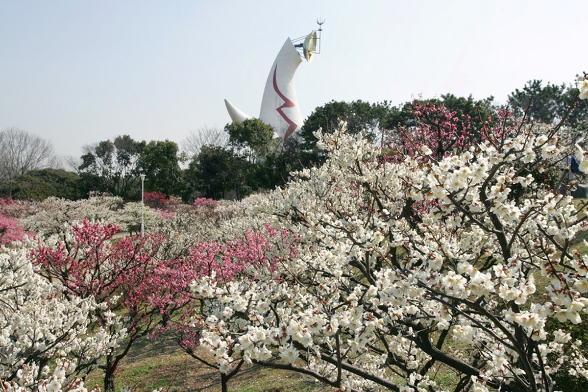 大阪梅花 大阪賞梅名所TOP 3！萬博紀念公園自然文化園梅林 日本庭園梅林