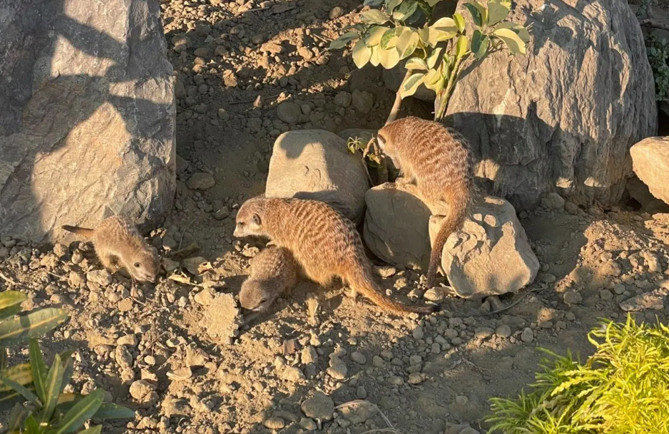 三隻小豬休閒農場