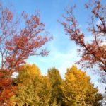 上野恩賜公園|日本 Japan 日本必食 日本必吃 日本必到 日本必去 日本必買 日本必掃 日本自由行 日本行程 日本行程包 日本懶人包 日本好去處 日本景點 日本必到景點 日本必去景點 日本美食 日本交通 日本攻略 日本自由行行程 日本自由行行程推薦 日本酒店 日本飯店 日本酒店推薦 日本飯店推薦 日本必住酒店 日本必住飯店 日本必食2019 日本必吃2019 日本必到2019 日本必去2019 日本必買2019 日本必掃2019 日本自由行2019 日本行程2019 日本行程包2019 日本懶人包2019 日本好去處2019 日本景點2019 日本必到景點2019 日本必去景點2019 日本美食2019 日本交通2019 日本攻略2019 日本自由行行程2019 日本自由行行程推薦2019 日本酒店2019 日本飯店2019 日本酒店推薦2019 日本飯店推薦2019 日本必住酒店2019 日本必住飯店2019 東京 Tokyo 東京必食 東京必吃 東京必到 東京必去 東京必買 東京必掃 東京自由行 東京行程 東京行程包 東京懶人包 東京好去處 東京景點 東京必到景點 東京必去景點 東京美食 東京交通 東京攻略 東京自由行行程 東京自由行行程推薦 東京酒店 東京飯店 東京酒店推薦 東京飯店推薦 東京必住酒店 東京必住飯店 東京必食2019 東京必吃2019 東京必到2019 東京必去2019 東京必買2019 東京必掃2019 東京自由行2019 東京行程2019 東京行程包2019 東京懶人包2019 東京好去處2019 東京景點2019 東京必到景點2019 東京必去景點2019 東京美食2019 東京交通2019 東京攻略2019 東京自由行行程2019 東京自由行行程推薦2019 東京酒店2019 東京飯店2019 東京酒店推薦2019 東京飯店推薦2019 東京必住酒店2019 東京必住飯店2019 銀杏2019 日本銀杏 日本銀杏2019 東京銀杏 東京銀杏2019 楓葉2019 紅葉2019 日本楓葉2019 日本楓葉 日本紅葉 日本紅葉2019 東京楓葉2019 東京楓葉 東京紅葉 東京紅葉2019 國營昭和紀念公園 國營昭和紀念公園紅葉 國營昭和紀念公園楓葉 國營昭和紀念公園2019 國營昭和紀念公園紅葉2019 國營昭和紀念公園楓葉2019六義園 六義園紅葉 六義園楓葉 六義園2019 六義園紅葉2019 六義園楓葉2019 新宿御苑 新宿御苑紅葉 新宿御苑楓葉 新宿御苑2019 新宿御苑紅葉2019 新宿御苑楓葉2019 小石川後樂園 小石川後樂園紅葉 小石川後樂園楓葉 小石川後樂園2019 小石川後樂園紅葉2019 小石川後樂園楓葉2019 井之頭恩賜公園 井之頭恩賜公園紅葉 井之頭恩賜公園楓葉 井之頭恩賜公園2019 井之頭恩賜公園紅葉2019 井之頭恩賜公園楓葉2019 飛鳥山公園 飛鳥山公園紅葉 飛鳥山公園楓葉 飛鳥山公園2019 飛鳥山公園紅葉2019 飛鳥山公園楓葉2019 代代木公園 代代木公園紅葉 代代木公園楓葉 代代木公園2019 代代木公園紅葉2019 代代木公園楓葉2019 上野恩賜公園 上野恩賜公園紅葉 上野恩賜公園楓葉 上野恩賜公園2019 上野恩賜公園紅葉2019 上野恩賜公園楓葉2019 上野恩賜公園門票 上野恩賜公園地圖 上野恩賜公園交通 上野恩賜公園櫻花 上野恩賜公園2019 上野恩賜公園夏天 上野恩賜公園星巴克 上野恩賜公園楓葉 上野恩賜公園官網 上野公園門票