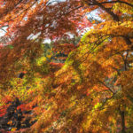 上野恩賜公園|日本 Japan 日本必食 日本必吃 日本必到 日本必去 日本必買 日本必掃 日本自由行 日本行程 日本行程包 日本懶人包 日本好去處 日本景點 日本必到景點 日本必去景點 日本美食 日本交通 日本攻略 日本自由行行程 日本自由行行程推薦 日本酒店 日本飯店 日本酒店推薦 日本飯店推薦 日本必住酒店 日本必住飯店 日本必食2019 日本必吃2019 日本必到2019 日本必去2019 日本必買2019 日本必掃2019 日本自由行2019 日本行程2019 日本行程包2019 日本懶人包2019 日本好去處2019 日本景點2019 日本必到景點2019 日本必去景點2019 日本美食2019 日本交通2019 日本攻略2019 日本自由行行程2019 日本自由行行程推薦2019 日本酒店2019 日本飯店2019 日本酒店推薦2019 日本飯店推薦2019 日本必住酒店2019 日本必住飯店2019 東京 Tokyo 東京必食 東京必吃 東京必到 東京必去 東京必買 東京必掃 東京自由行 東京行程 東京行程包 東京懶人包 東京好去處 東京景點 東京必到景點 東京必去景點 東京美食 東京交通 東京攻略 東京自由行行程 東京自由行行程推薦 東京酒店 東京飯店 東京酒店推薦 東京飯店推薦 東京必住酒店 東京必住飯店 東京必食2019 東京必吃2019 東京必到2019 東京必去2019 東京必買2019 東京必掃2019 東京自由行2019 東京行程2019 東京行程包2019 東京懶人包2019 東京好去處2019 東京景點2019 東京必到景點2019 東京必去景點2019 東京美食2019 東京交通2019 東京攻略2019 東京自由行行程2019 東京自由行行程推薦2019 東京酒店2019 東京飯店2019 東京酒店推薦2019 東京飯店推薦2019 東京必住酒店2019 東京必住飯店2019 銀杏2019 日本銀杏 日本銀杏2019 東京銀杏 東京銀杏2019 楓葉2019 紅葉2019 日本楓葉2019 日本楓葉 日本紅葉 日本紅葉2019 東京楓葉2019 東京楓葉 東京紅葉 東京紅葉2019 國營昭和紀念公園 國營昭和紀念公園紅葉 國營昭和紀念公園楓葉 國營昭和紀念公園2019 國營昭和紀念公園紅葉2019 國營昭和紀念公園楓葉2019六義園 六義園紅葉 六義園楓葉 六義園2019 六義園紅葉2019 六義園楓葉2019 新宿御苑 新宿御苑紅葉 新宿御苑楓葉 新宿御苑2019 新宿御苑紅葉2019 新宿御苑楓葉2019 小石川後樂園 小石川後樂園紅葉 小石川後樂園楓葉 小石川後樂園2019 小石川後樂園紅葉2019 小石川後樂園楓葉2019 井之頭恩賜公園 井之頭恩賜公園紅葉 井之頭恩賜公園楓葉 井之頭恩賜公園2019 井之頭恩賜公園紅葉2019 井之頭恩賜公園楓葉2019 飛鳥山公園 飛鳥山公園紅葉 飛鳥山公園楓葉 飛鳥山公園2019 飛鳥山公園紅葉2019 飛鳥山公園楓葉2019 代代木公園 代代木公園紅葉 代代木公園楓葉 代代木公園2019 代代木公園紅葉2019 代代木公園楓葉2019 上野恩賜公園 上野恩賜公園紅葉 上野恩賜公園楓葉 上野恩賜公園2019 上野恩賜公園紅葉2019 上野恩賜公園楓葉2019 上野恩賜公園門票 上野恩賜公園地圖 上野恩賜公園交通 上野恩賜公園櫻花 上野恩賜公園2019 上野恩賜公園夏天 上野恩賜公園星巴克 上野恩賜公園楓葉 上野恩賜公園官網 上野公園門票